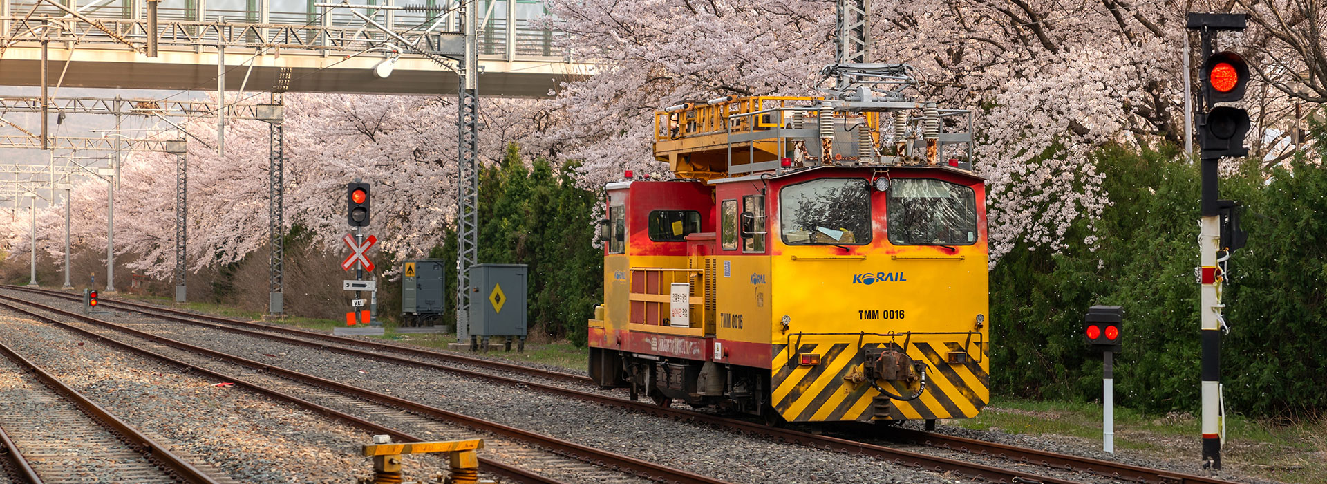 Inspection train with cherry blossoms
